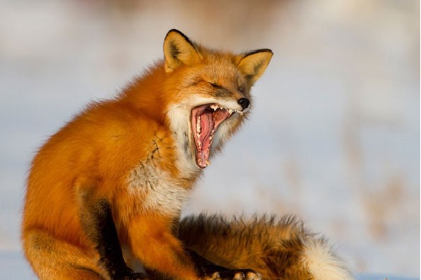 [تصویر: fox.jpg]