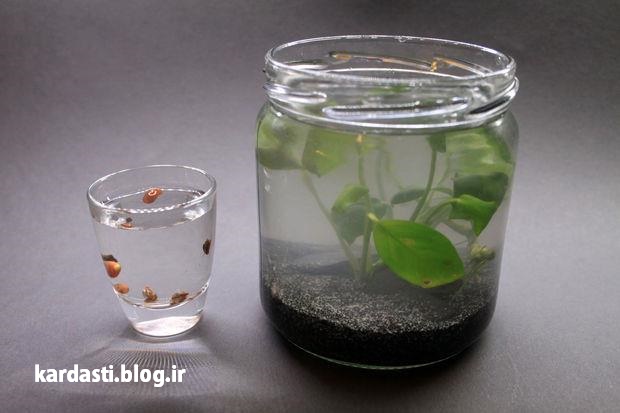 آموزش ساخت آکواریوم در بطری شیشه ای