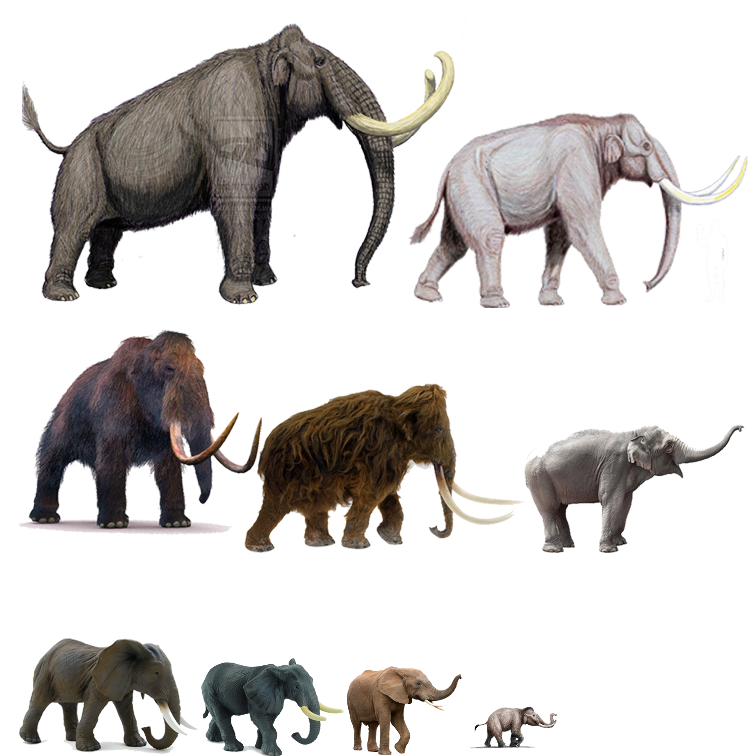 فیل های کوچولو ( موجودات ترکیبی ) 