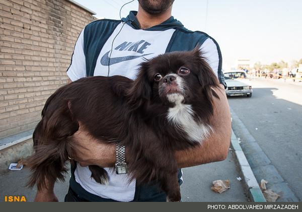 اینجا تهران است/بازار خرید فروش سگ