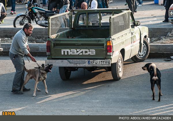 اینجا تهران است/بازار خرید فروش سگ