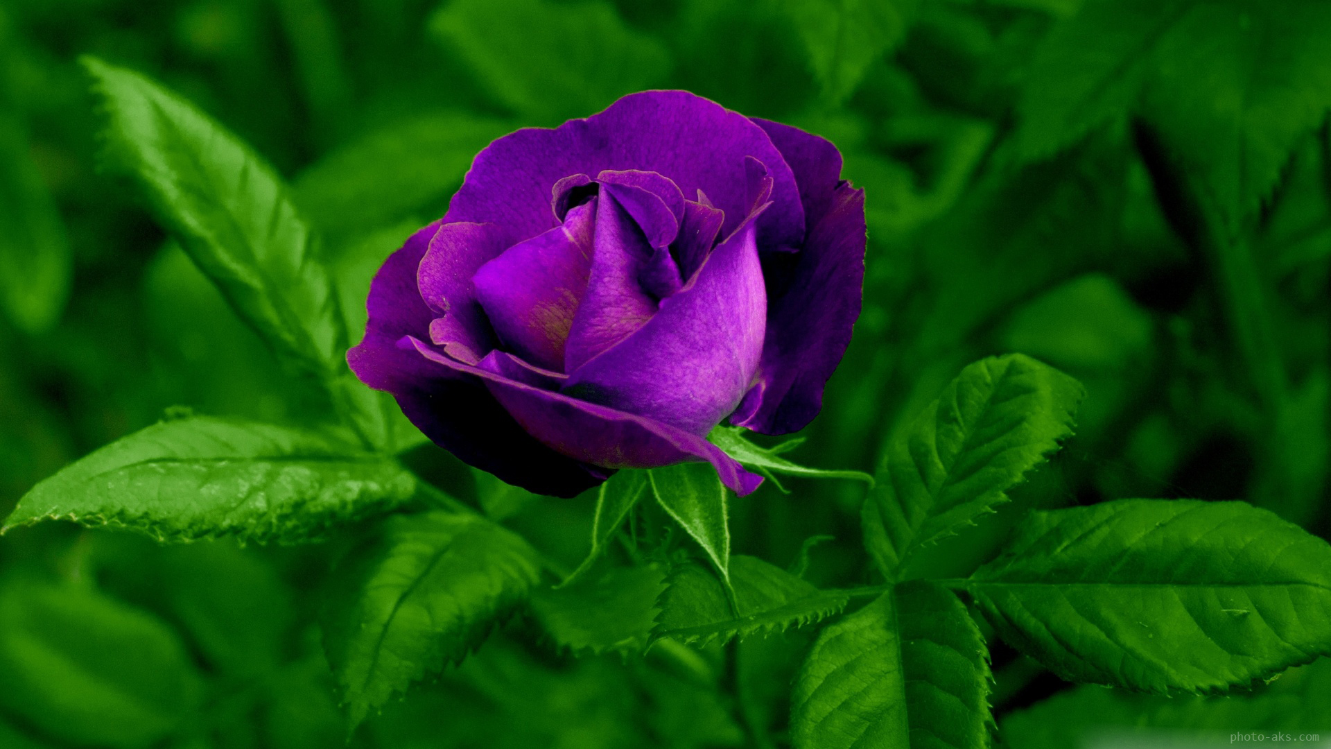 Image result for ?تصویر گل زیبا ی زیبای زیبا?‎