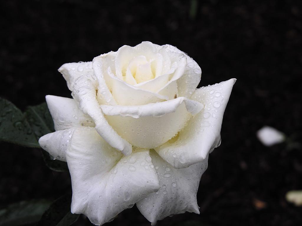گل رز سفید با کیفیت عالی