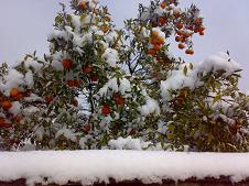 تصاویر برف در کیاکلا و عکسهای جمال رضایی اوریمی
