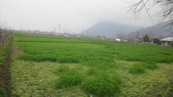 ماسال نیوز کشت دوم در روستای سیاهمرد شاندرمن - شهرستان ماسال