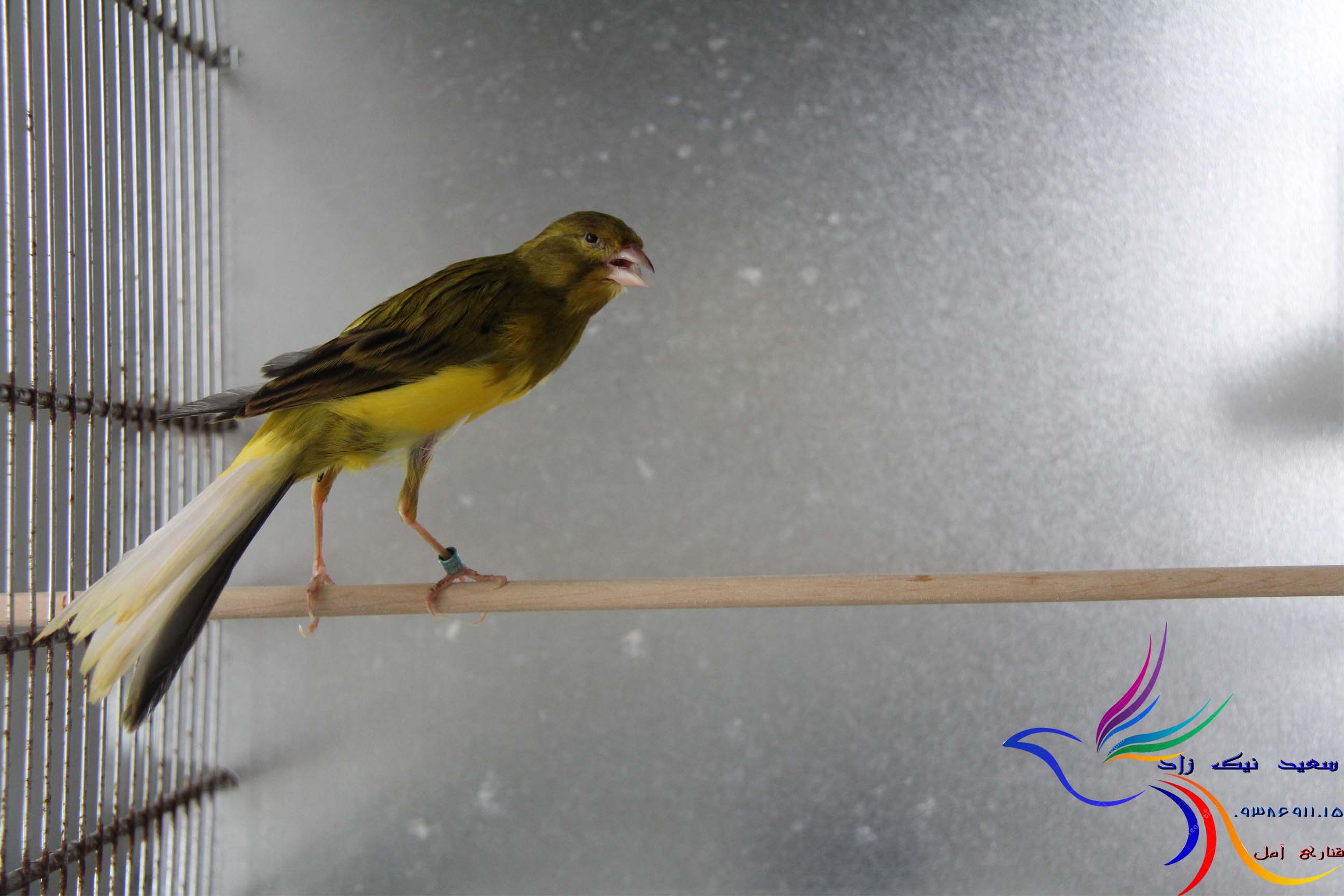 قناری سعید نیک زاد - saeed nikzad canary قناری سعید نیک زاد - saeed nikzad canary
