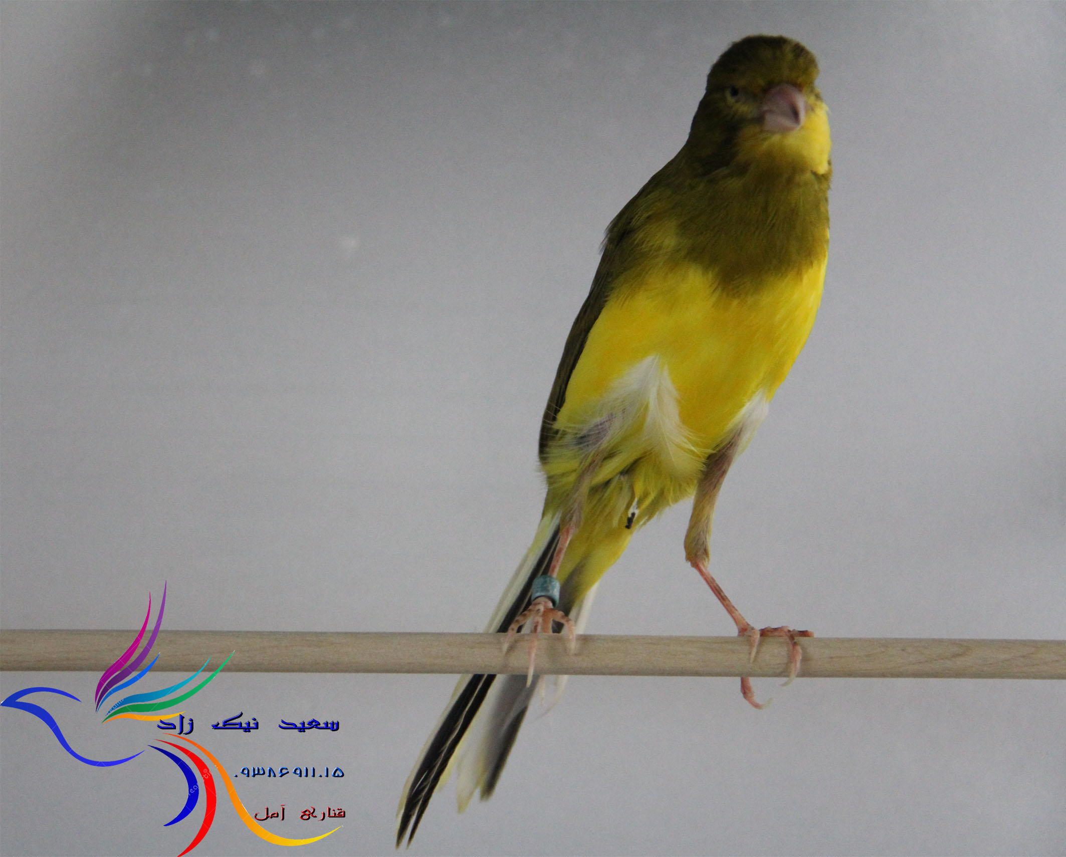 قناری سعید نیک زاد - saeed nikzad canary قناری سعید نیک زاد - saeed nikzad canary