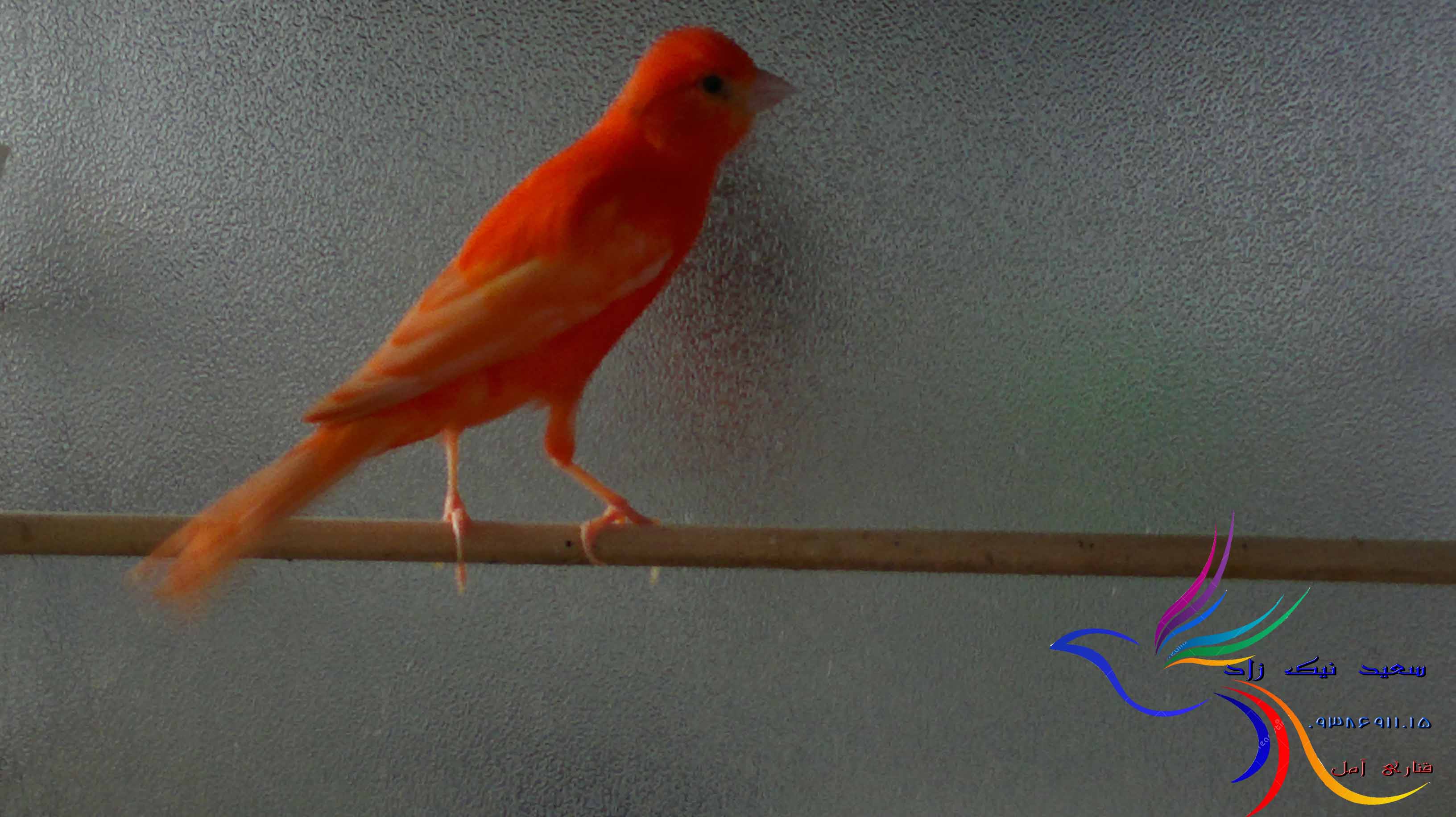 قناری سعید نیک زاد - saeed nikzad canary قناری سعید نیک زاد - saeed nikzad canary