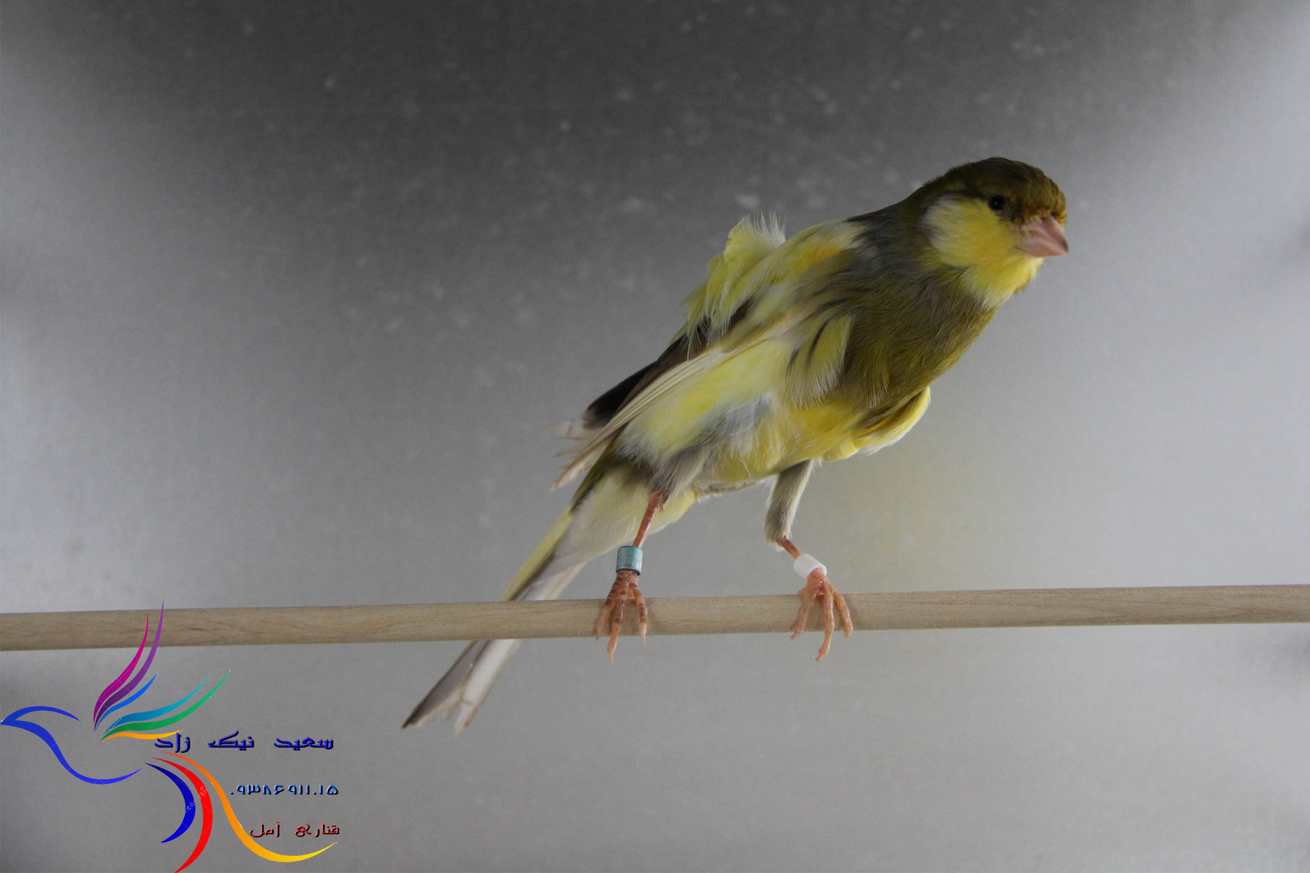قناری سعید نیک زاد - saeed nikzad canary قناری سعید نیک زاد - saeed nikzad canary