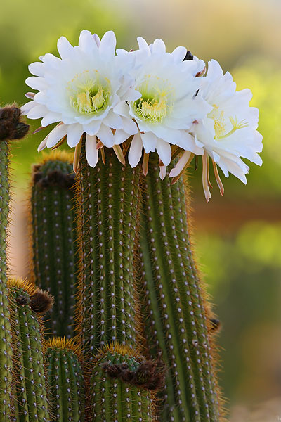 عکس گل های زیبا http://facebookpics.blogfa.com/tag/%D8%B9%DA%A9%D8%B3-%DA%AF%D9%84 عکس گل طبیعی