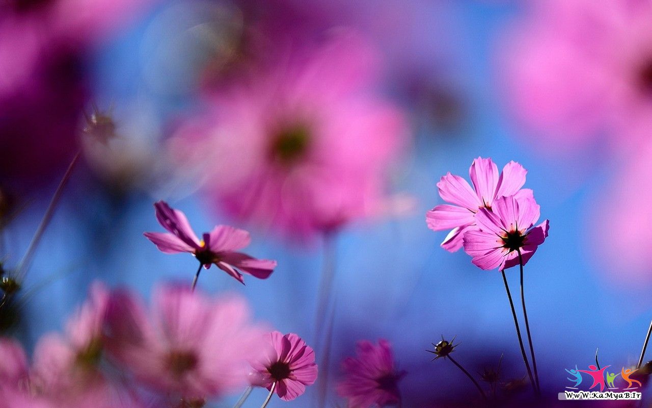 http://s4.picofile.com/file/8171676176/07_Flowers_WwW_KamYab_IR_.jpg
