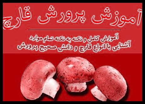 مزایا و معایب سالن های ساختمانی و گلخانه ای در قارچ مزایا و معایب سالن های ساختمانی و گلخانه ای در قارچ