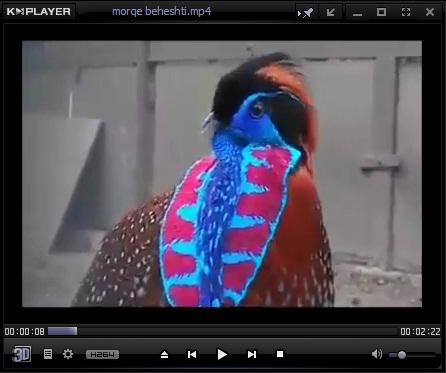ویدئوی رقص زیبای پرندگان