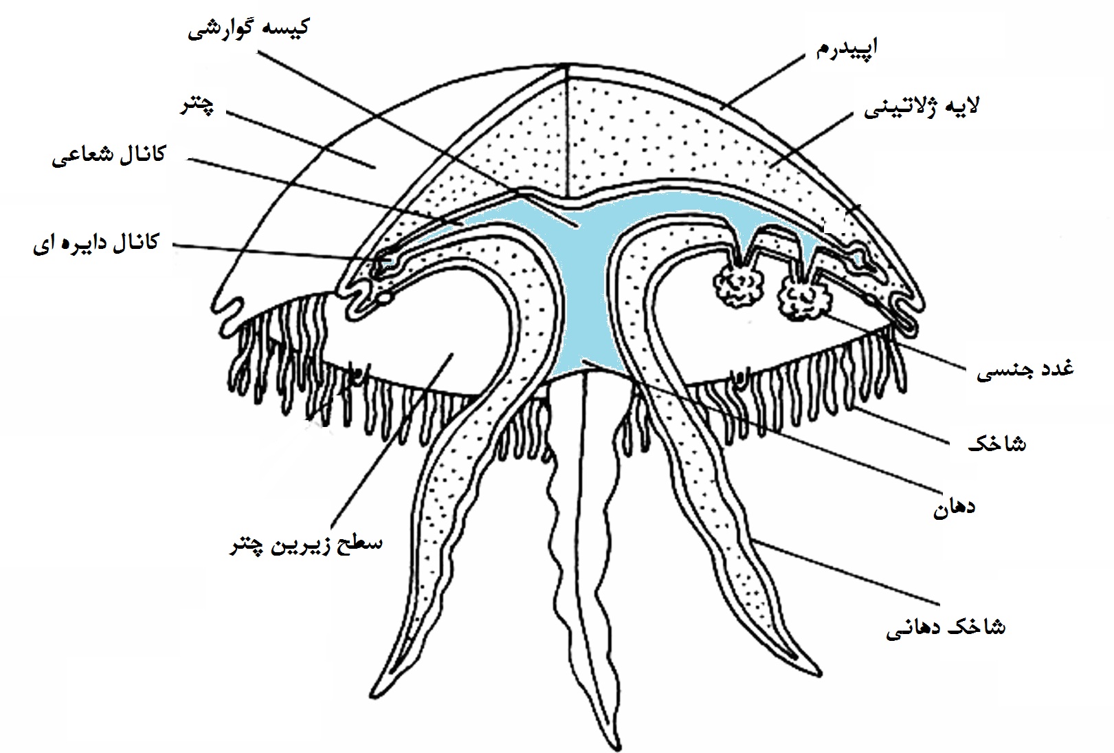 ساعة عروس