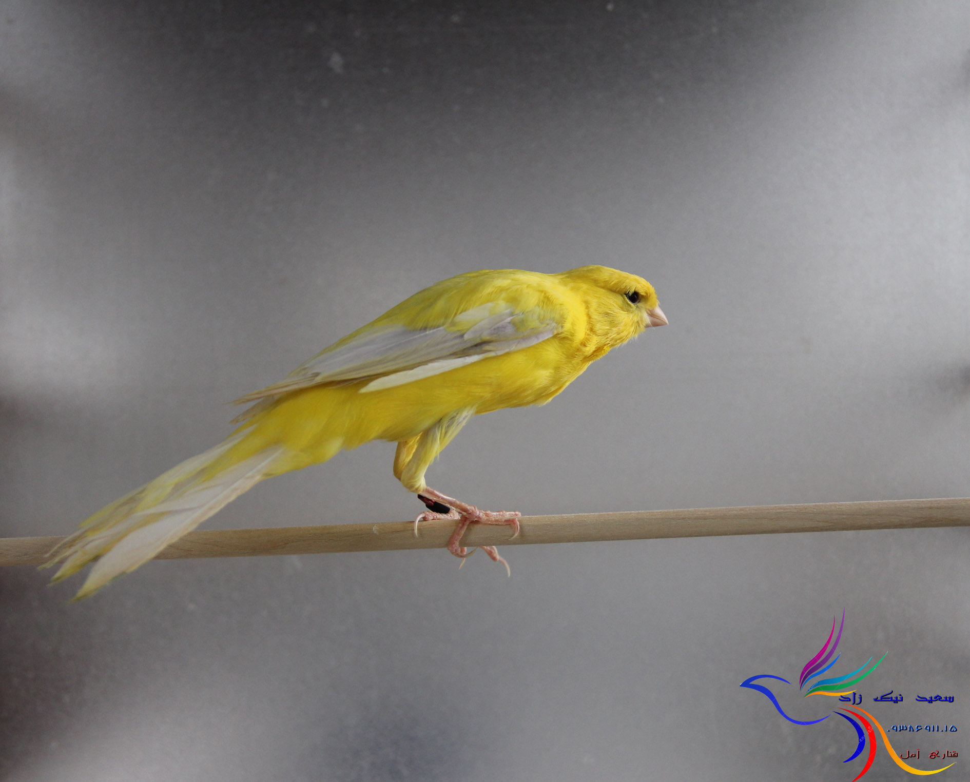 قناری سعید نیک زاد - saeed nikzad canary قناری سعید نیک زاد - saeed nikzad canary