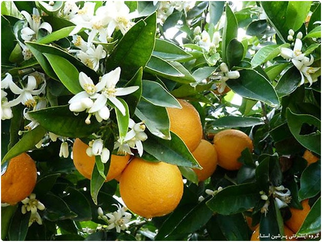 ناگفته های نارنج (نارنگ) ناگفته های نارنج (نارنگ)
