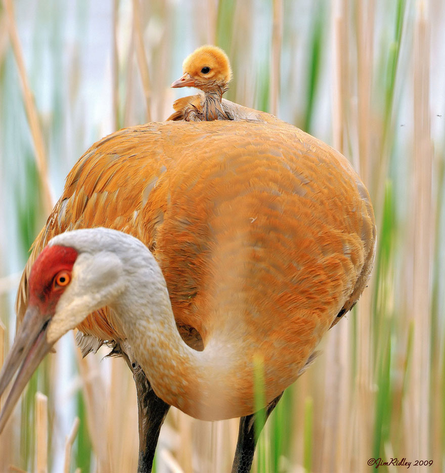 عکس پرنده زیبا،عکس های جالب از حیوانات