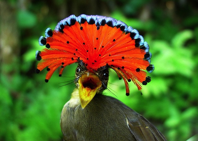 http://s4.picofile.com/file/8177722234/animal_youdontknow.jpg