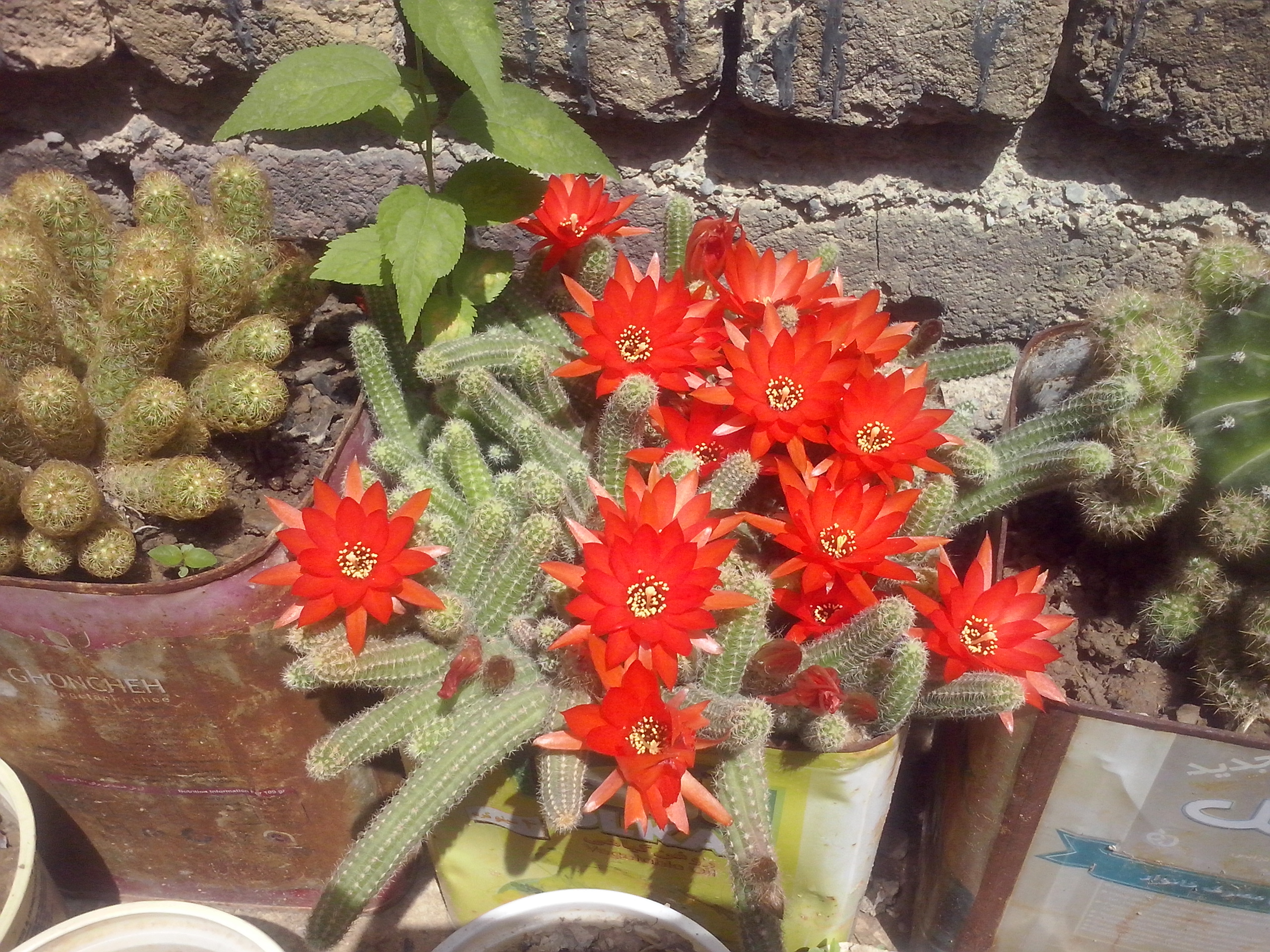 CAM00236.jpg