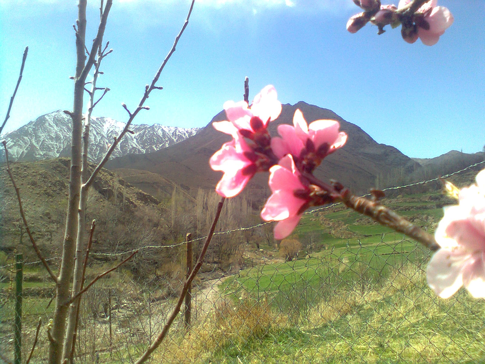 بهار حتکن