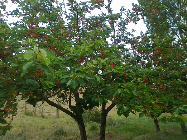 حور