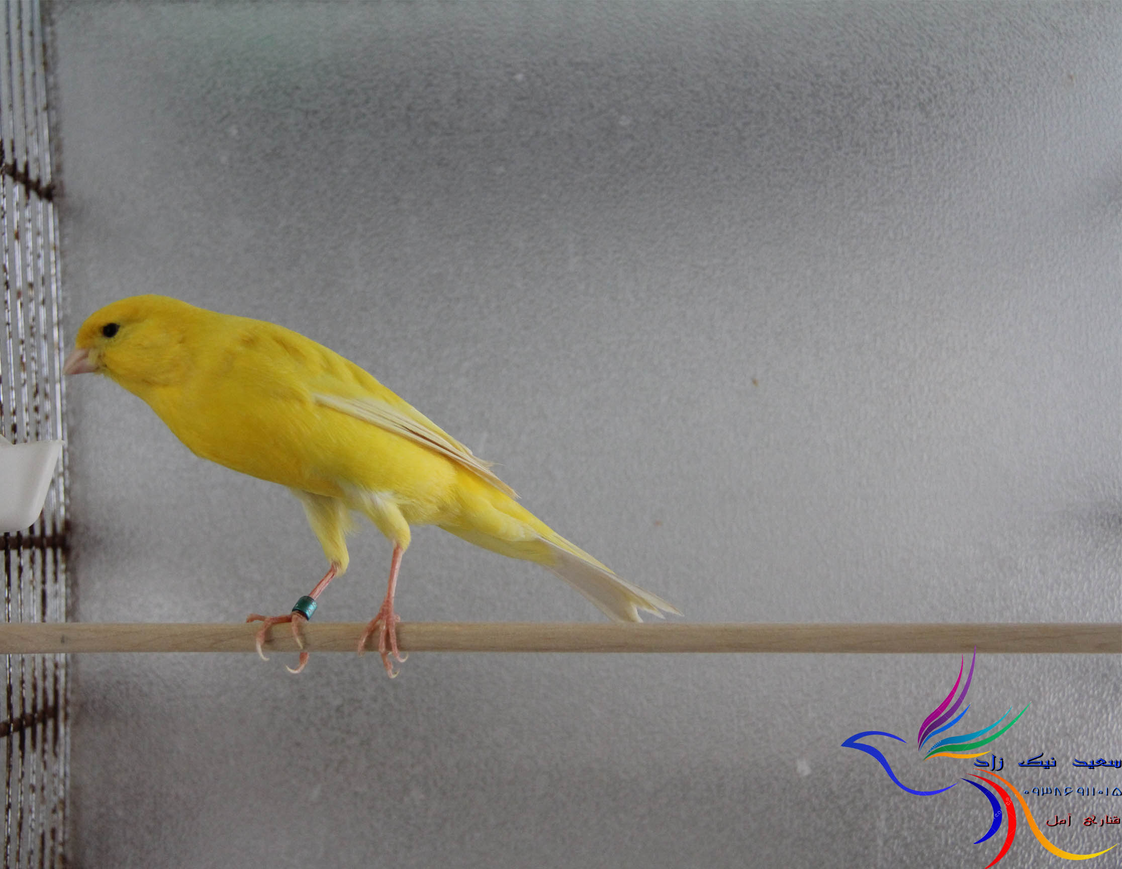 قناری سعید نیک زاد - saeed nikzad canary قناری سعید نیک زاد - saeed nikzad canary