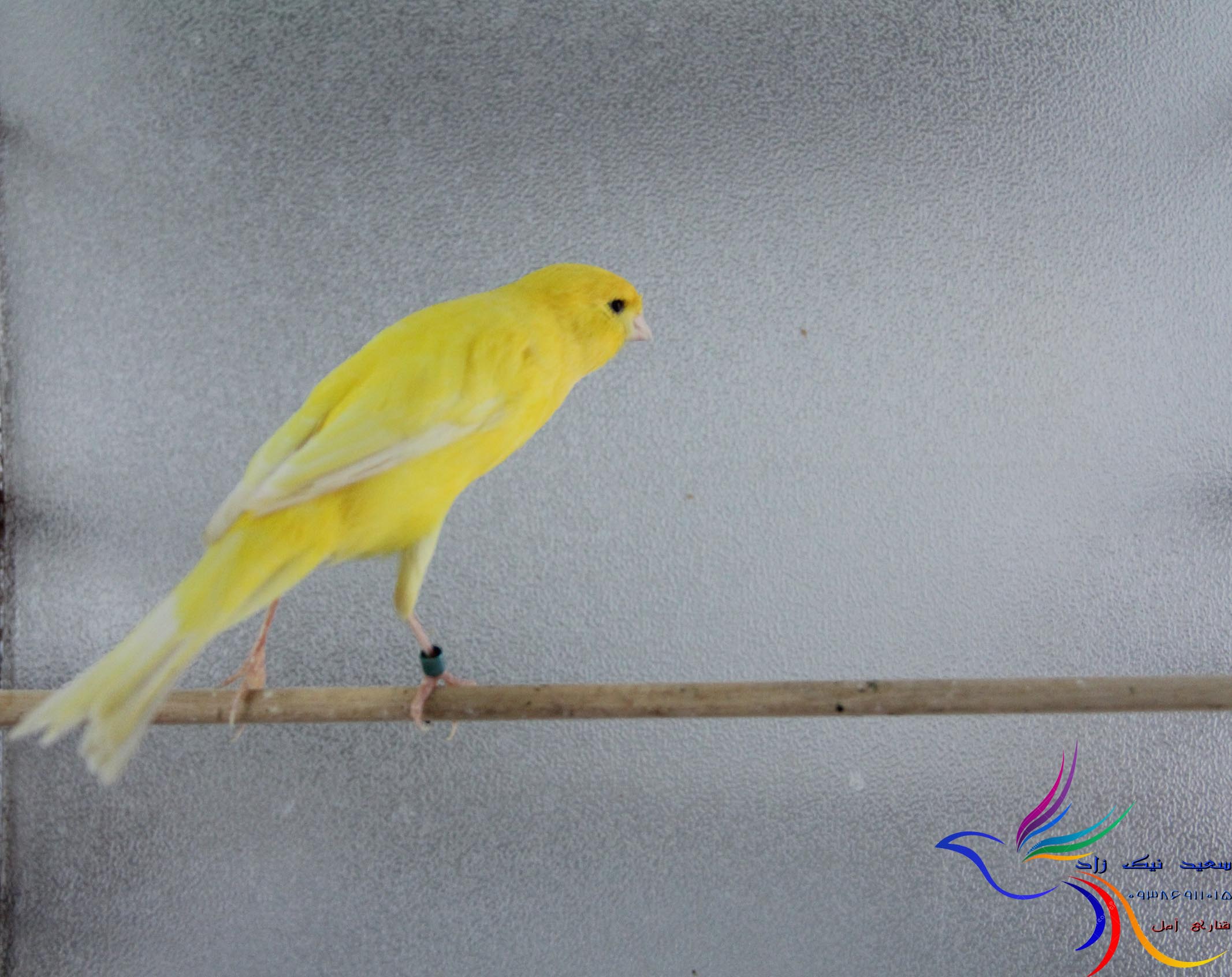 قناری سعید نیک زاد - saeed nikzad canary قناری سعید نیک زاد - saeed nikzad canary
