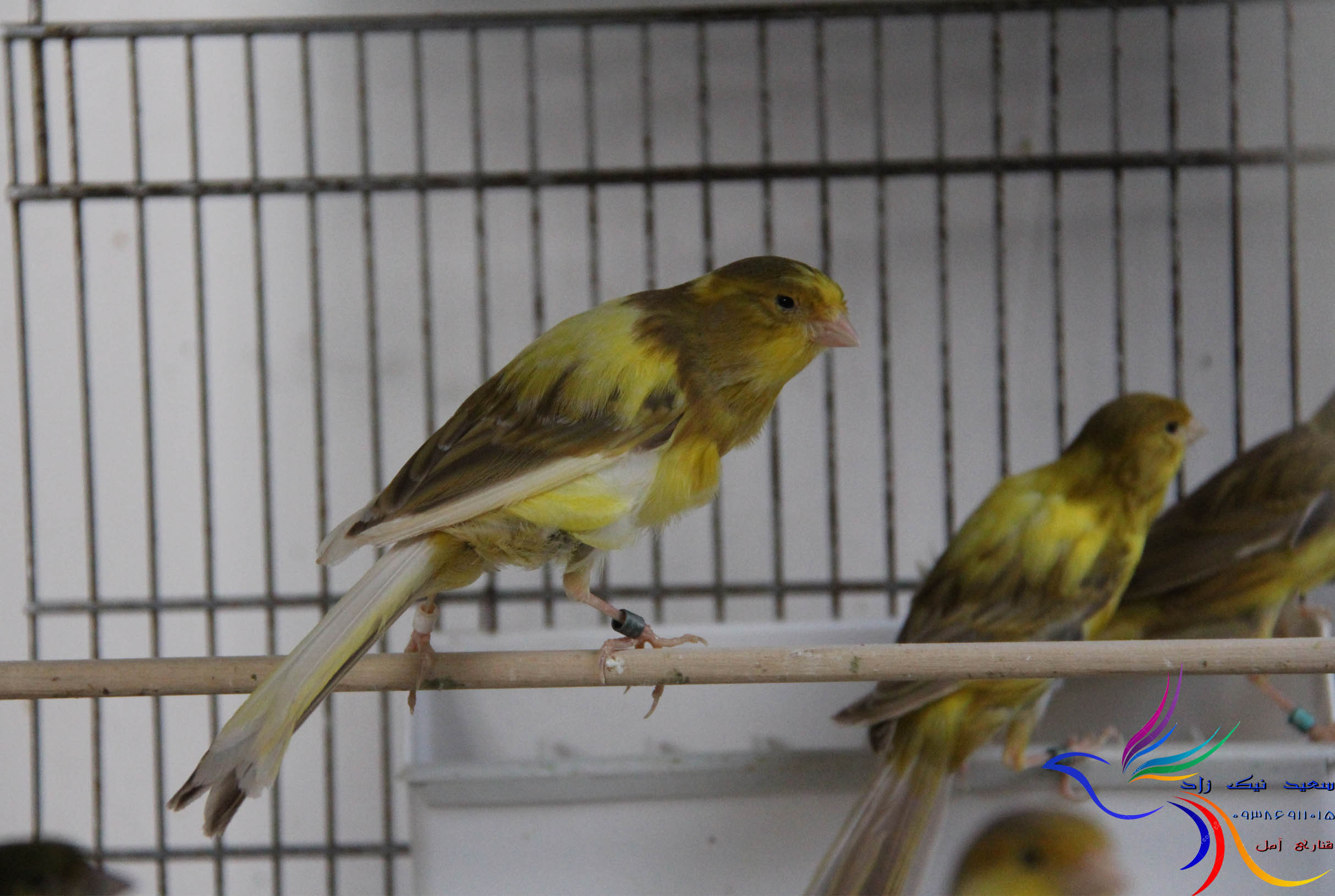 قناری سعید نیک زاد - saeed nikzad canary قناری سعید نیک زاد - saeed nikzad canary