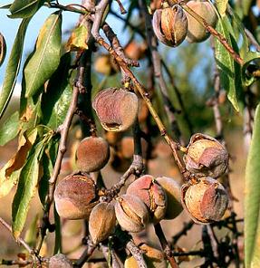 معرفی بادام با نام علمی Prunus amygdalus 