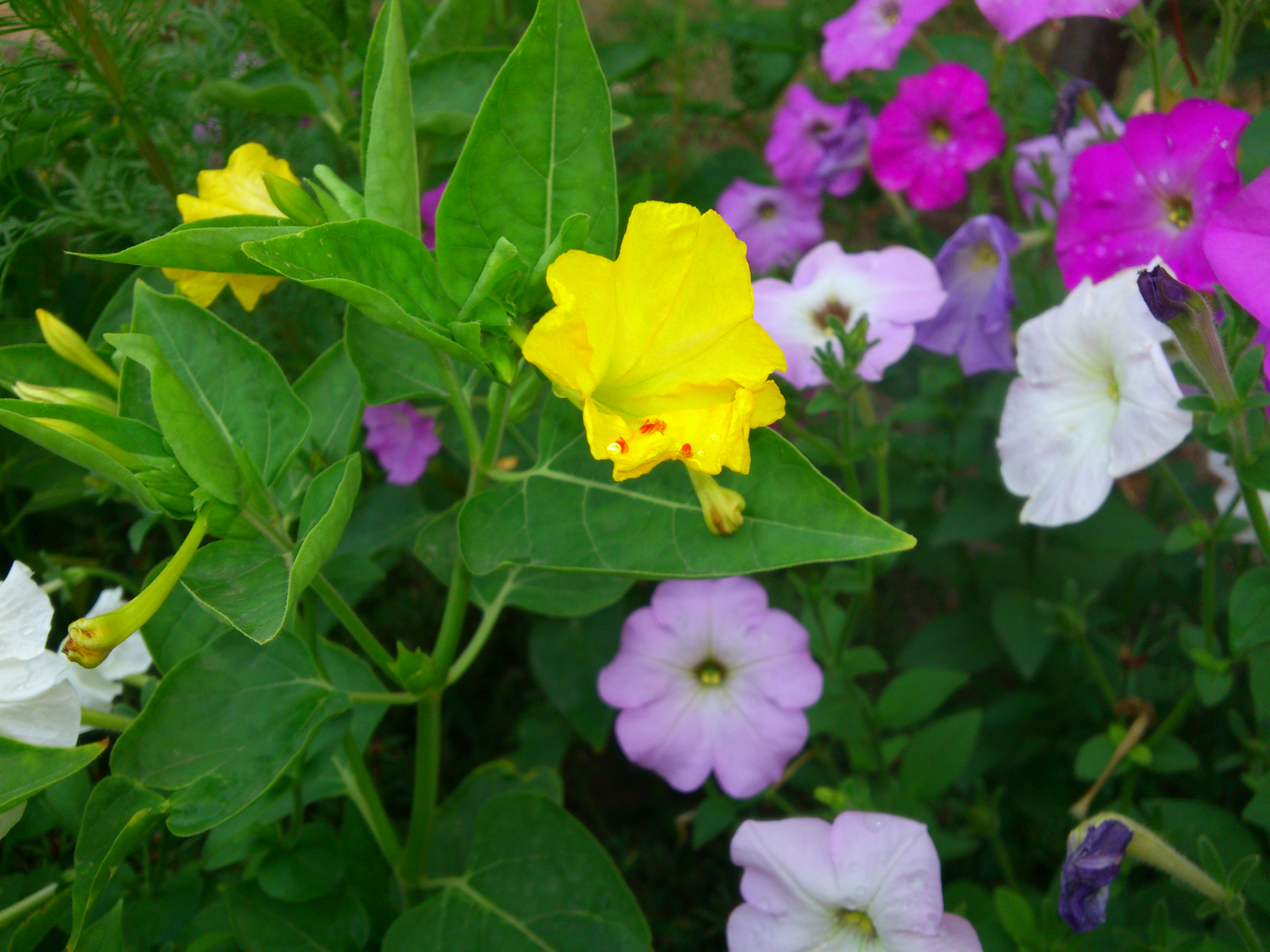 عکس2:«گل زرد»