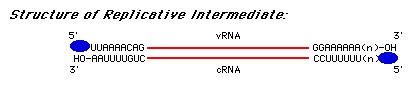 Structure_of_Replicative_Intermediate.jpg