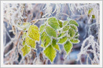 تصاویری زیبایی از گیاهان یخ زده 