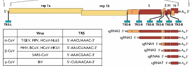 Coronavirus_RNA_synthesis.jpg