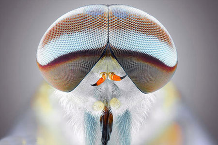 تصاویر شگفت آور عکاسی ماکرو از حشرات