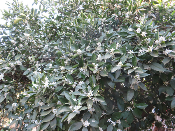 شکوفه بهاری