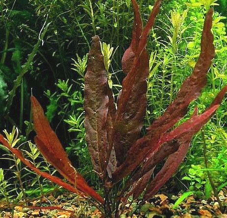 barclaya longifolia