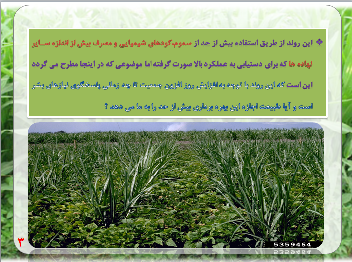 کشت مخلوط