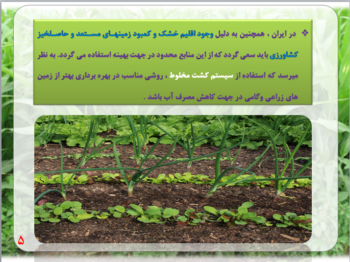 کشت مخلوز