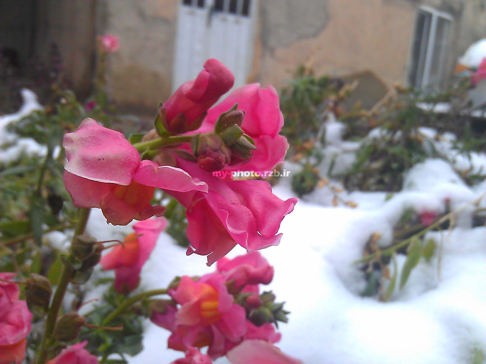 عکس16:«گل و برف»