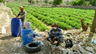 کشاورزی برادران حسین پور در روستای هلک کازرون 11 اردیبهشت94