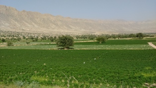 کشاورزی  روستای دهپاگاه کازرون 11 اردیبهشت94