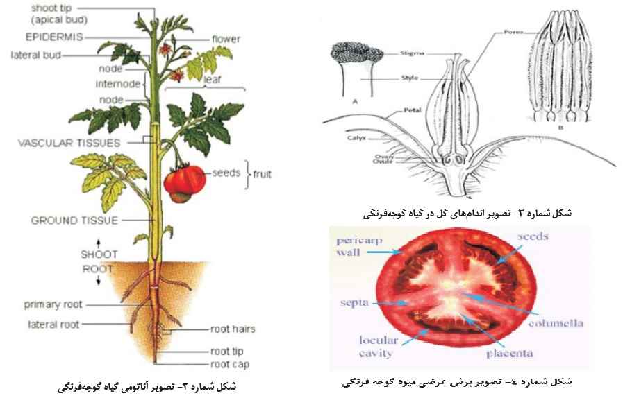گیاهشناسی گوجه فرنگی