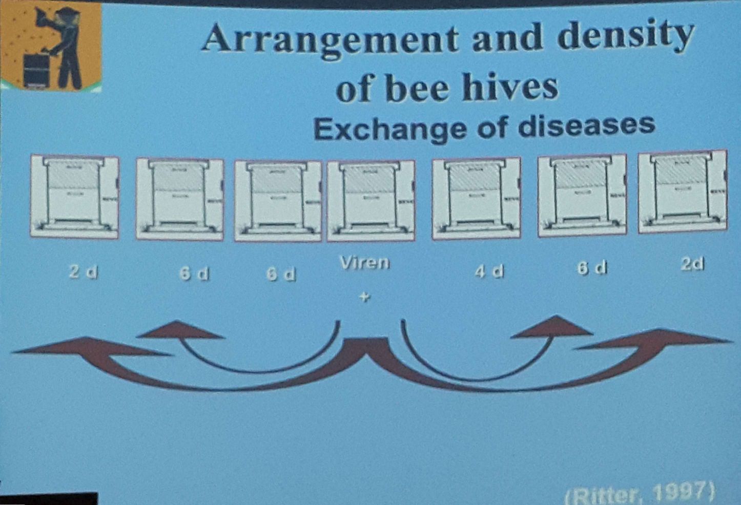ورود اشتباهی زنبورهای یک کندوی مریض و آلوده شدن کندوهای کناری