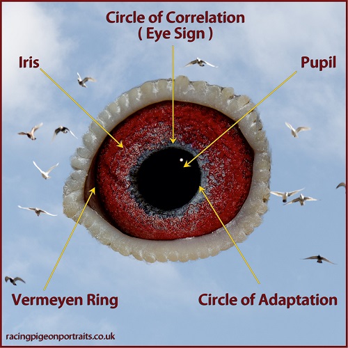  The pigeon eye - چشم کبوتر مسابقه 