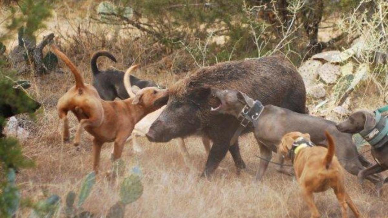 Dog Fight In Pakistan Video Download Dog Fight In Pakistan Video Download