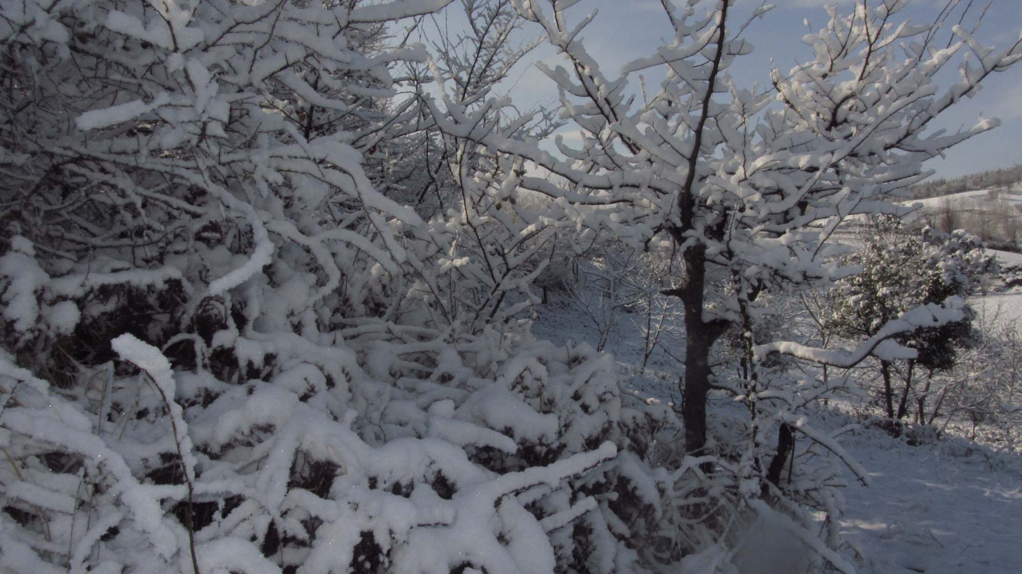 120.JPG (2000×1124)