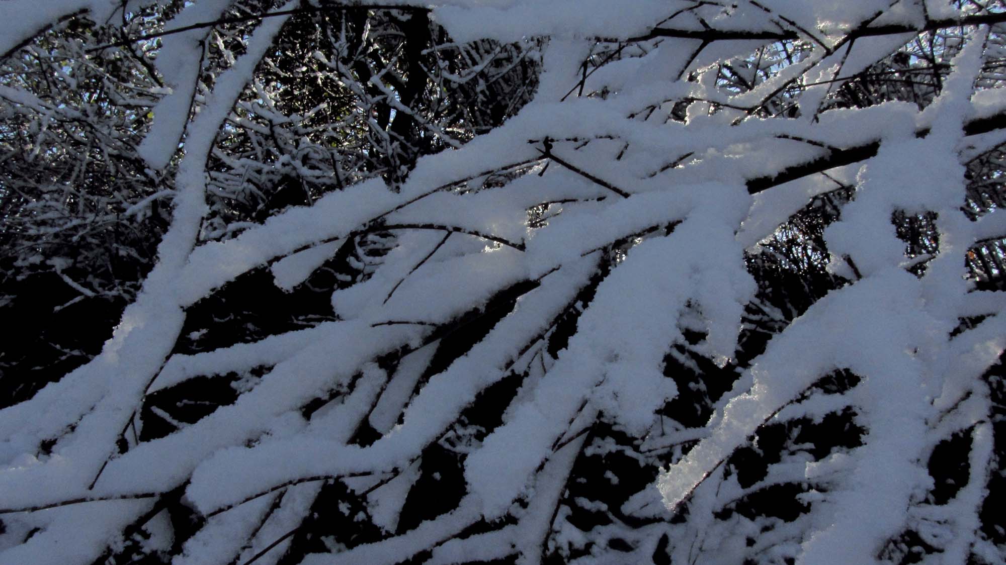 145.JPG (2000×1124)