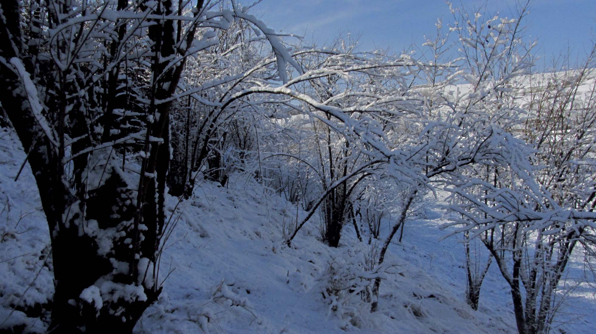 147.JPG (2000×1124)