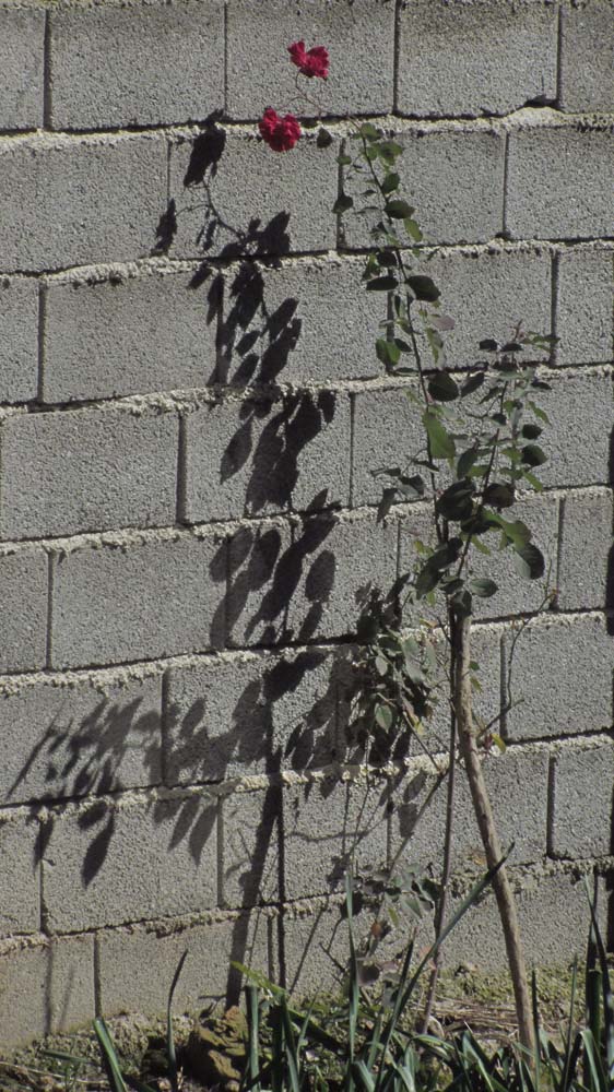 1_7_.jpg (562×1000)