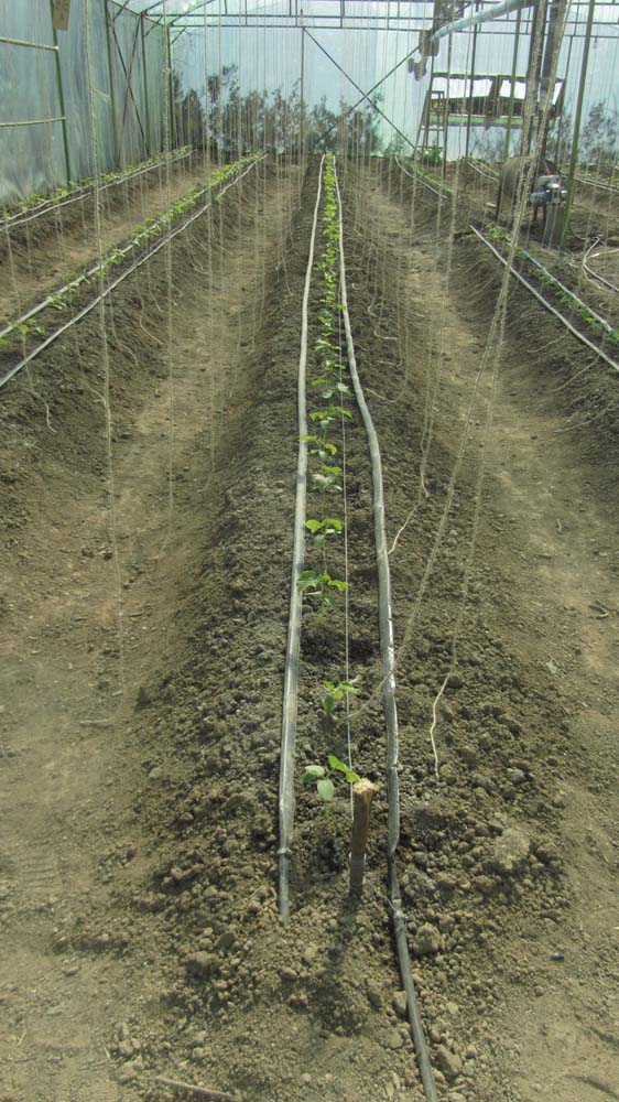 1_29_.jpg (562×1000)